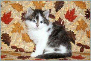 Male Siberian Kitten from Deedlebug Siberians